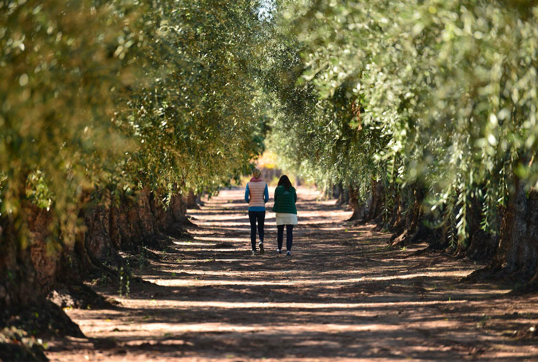 Lucila recorre el camino de los olivos junto a una amiga