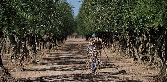 Olivos